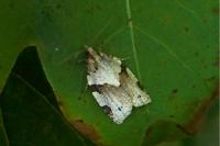 Clepsis spectrana