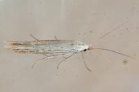 Coleophora nutantella