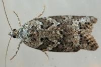 Cnephasia