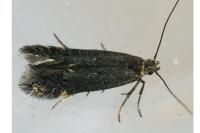 Aproaerema