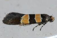 Goidanichiana jourdheuillella