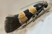 Goidanichiana jourdheuillella