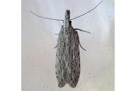 Anarsia