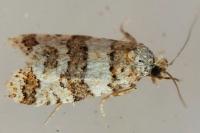 Isotrias rectifasciana