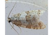 Isotrias rectifasciana