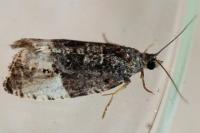 Hedya pruniana