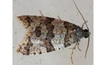 Isotrias rectifasciana