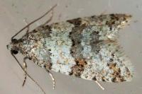 Isotrias rectifasciana
