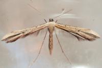 Emmelina monodactyla