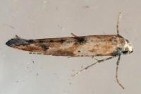Epermenia aequidentella