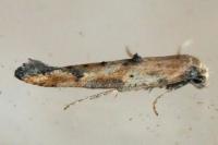 Epermenia aequidentella