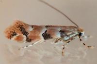 Phyllonorycter cephalariae/trifasciella