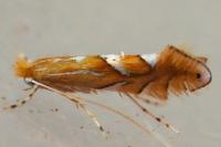 Phyllonorycter