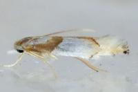Phyllonorycter roboris