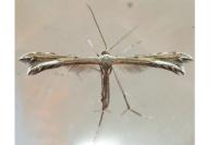 Gypsochares bigoti