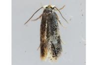 Stigmella