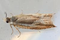 Ancylis apicella