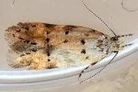 Pseudotelphusa occidentella
