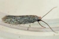 Urodeta hibernella