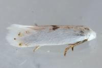 Pseudopostega