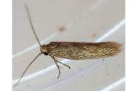 Urodeta hibernella