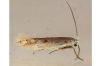 Bucculatrix
