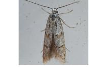 Symmocoides oxybiella