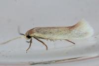Elachista
