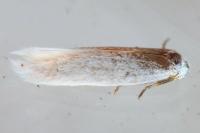 Elachista