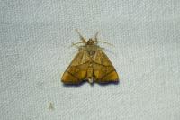 Apoda limacodes