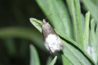Notocelia cynosbatella
