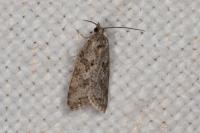 Cnephasia