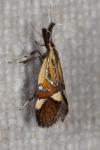 Alabonia geoffrella