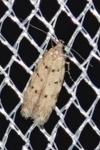Pseudotelphusa