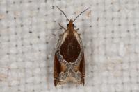 Ancylis unculana