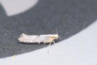 Argyresthia spinosella