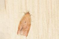 Clepsis consimilana
