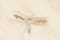 Oxyptilus