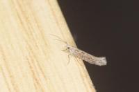 Plutella xylostella