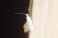 Pseudopostega chalcopepla