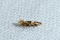 Bucculatrix ulmella