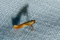 Caloptilia robustella