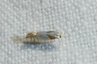 Phyllonorycter roboris