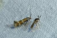 Elachista collitella