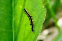 Ethmia pusiella