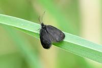 Epichnopterix