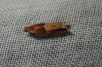 Ancylis mitterbacheriana