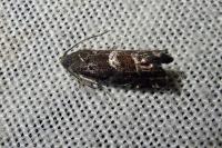 Cydia coniferana