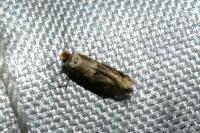 Bucculatrix ulmella