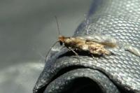 Bucculatrix ulmella
